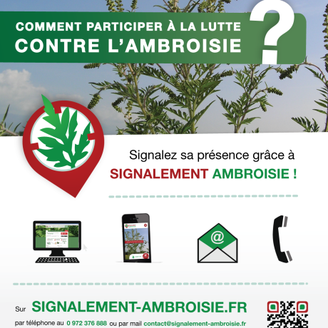Image ambroisie Image ambroisie